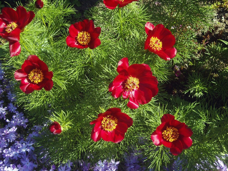 Півонія вузьколиста: квітуче диво з червоної книги, яке можна поселити в своєму саду